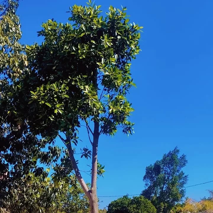FICUS NITIDA 
