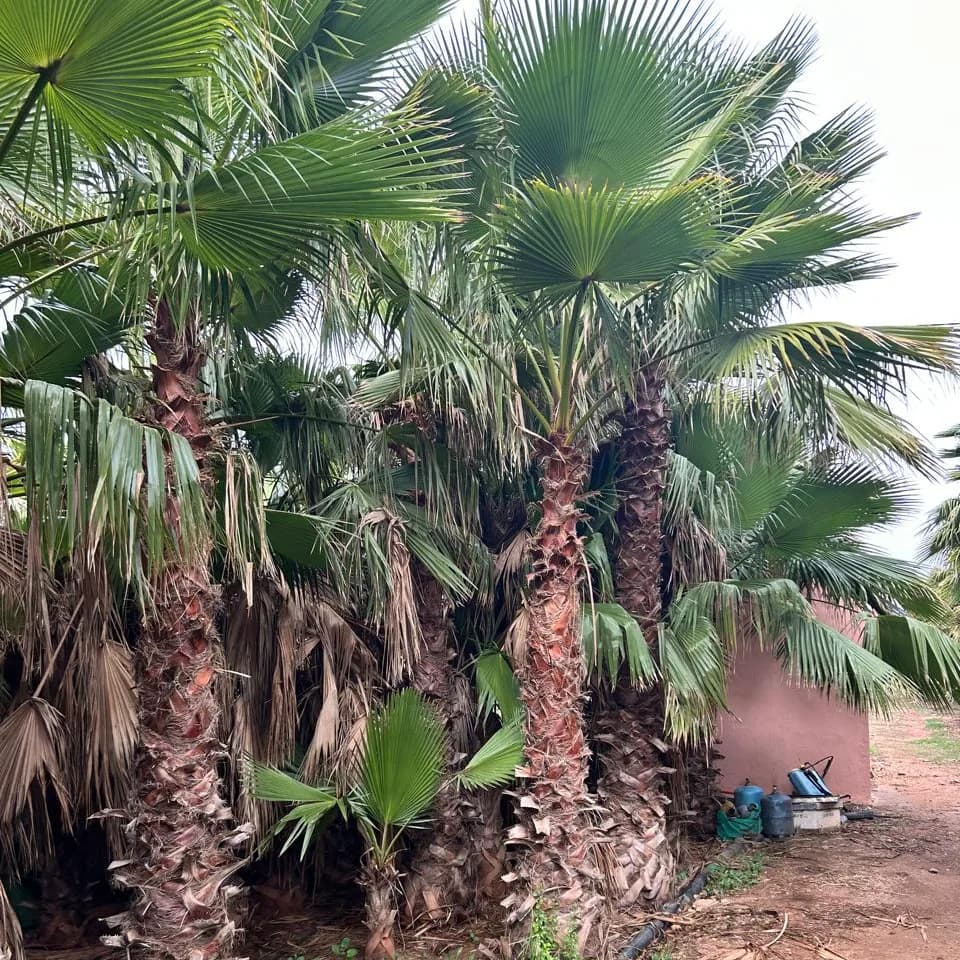 PALMIER WASHINTONIA ROBUSTA 