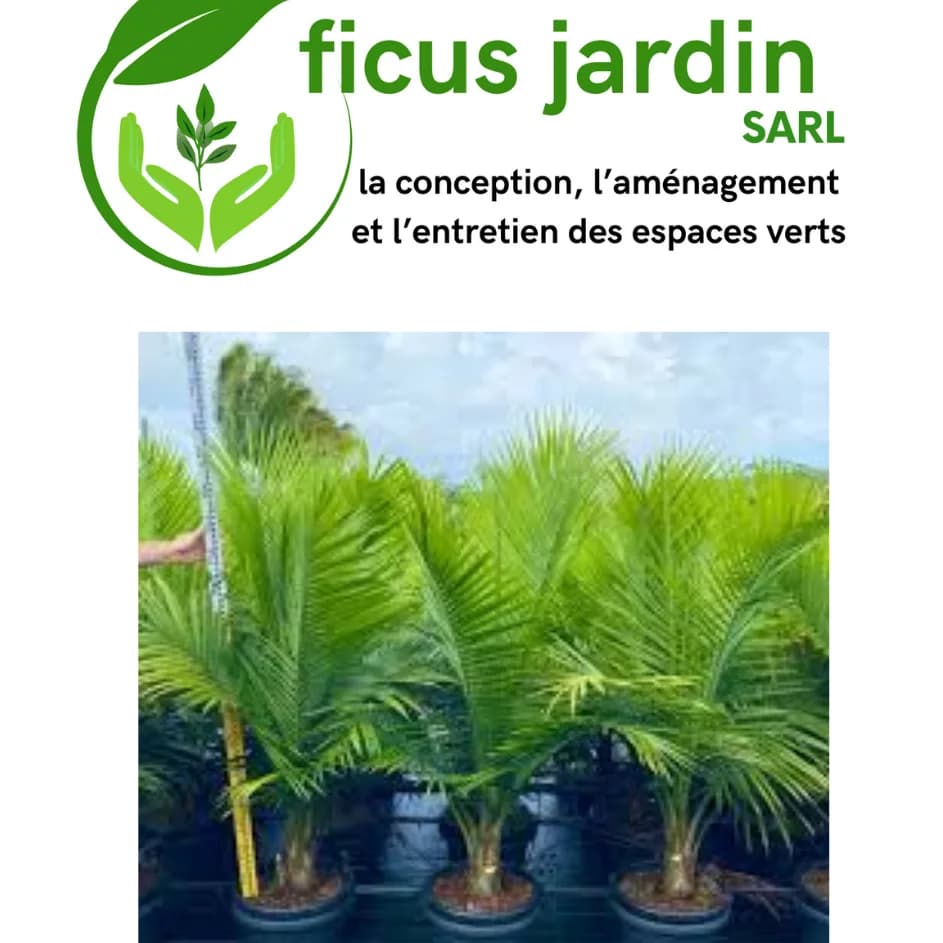 Les palmiers