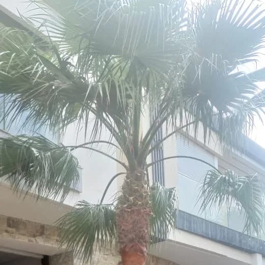 PALMIER WASHINTONIA ROBUSTA