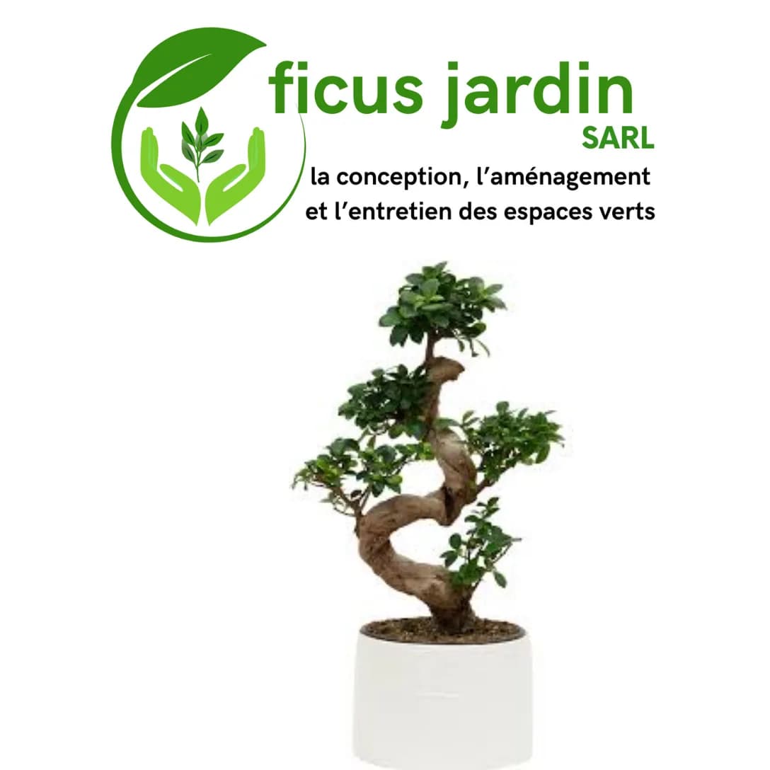  Bonsaï : L’art vivant en miniature