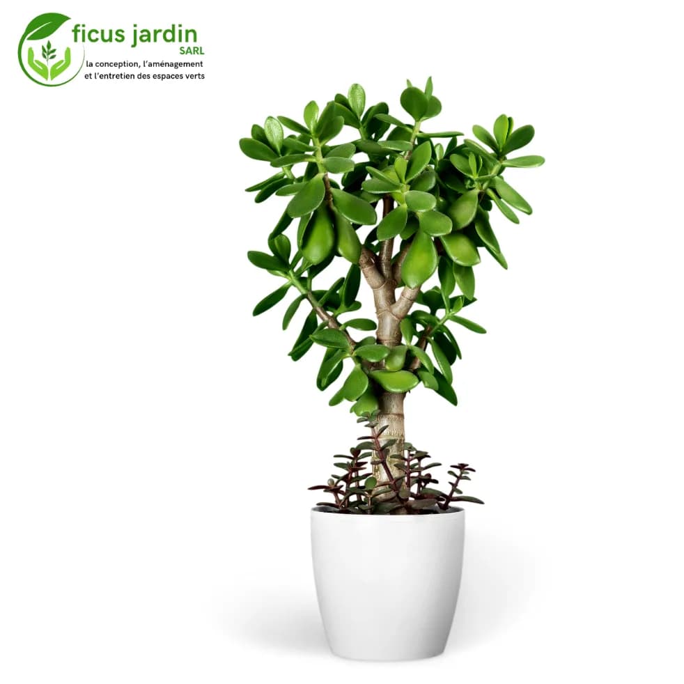  Bonsaï : L’art vivant en miniature