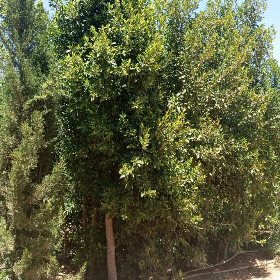 FICUS NITIDA 