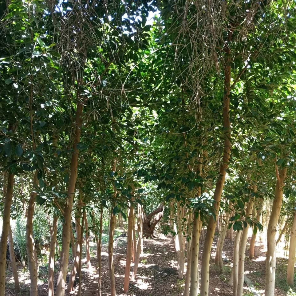 FICUS NITIDA 