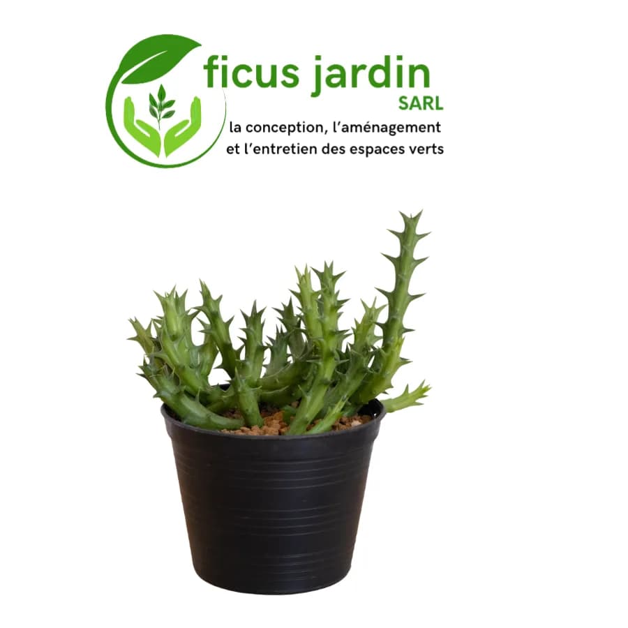 Cactus de jardin