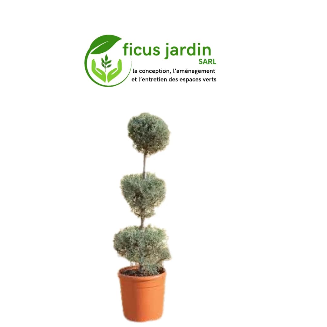 🌲 Cyprès : (Cupressus sempervirens)