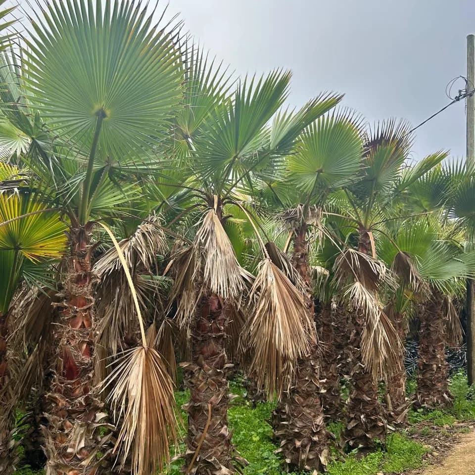 PALMIER WASHINTONIA ROBUSTA 