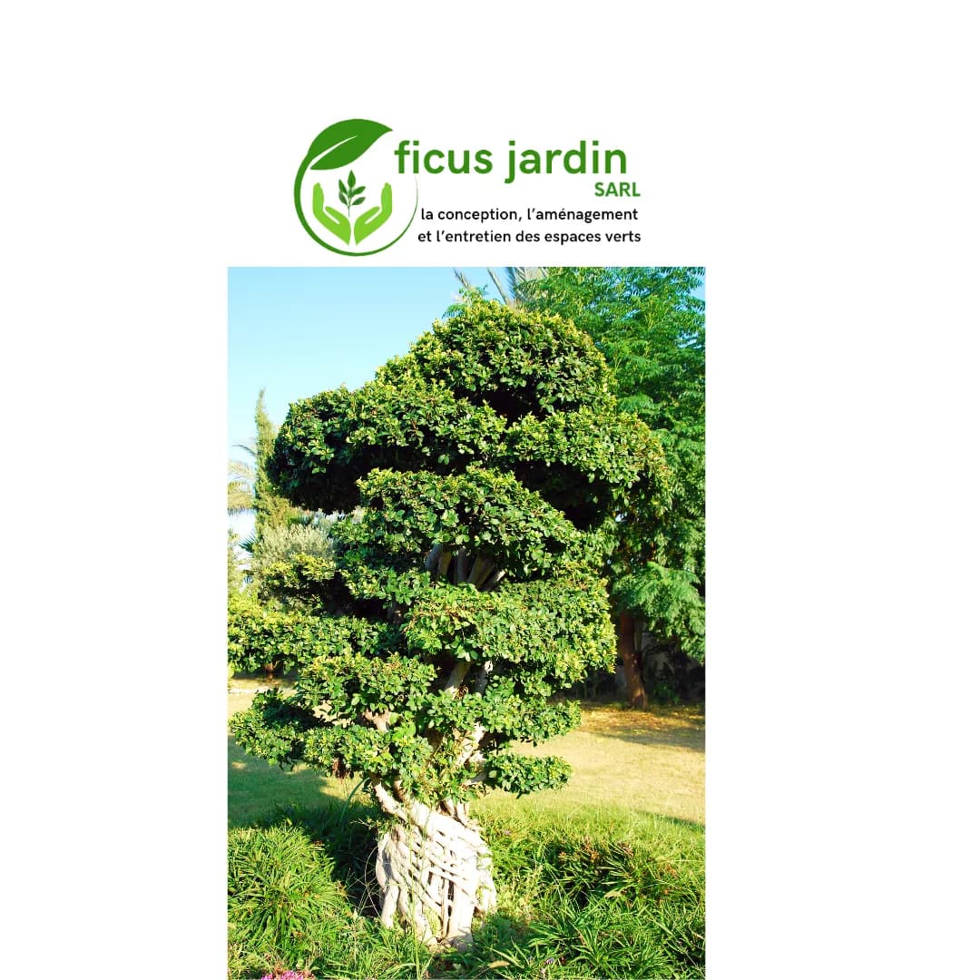  Bonsaï : L’art vivant en miniature