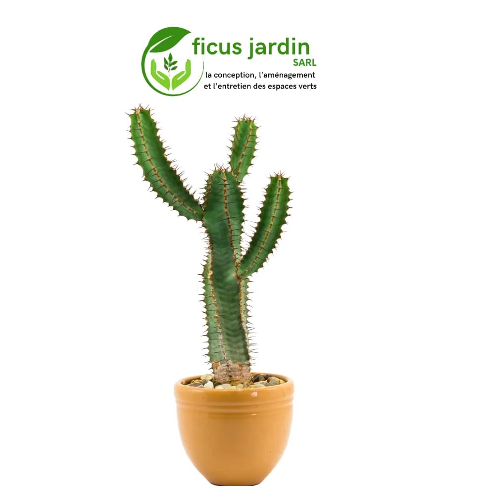 Cactus de jardin