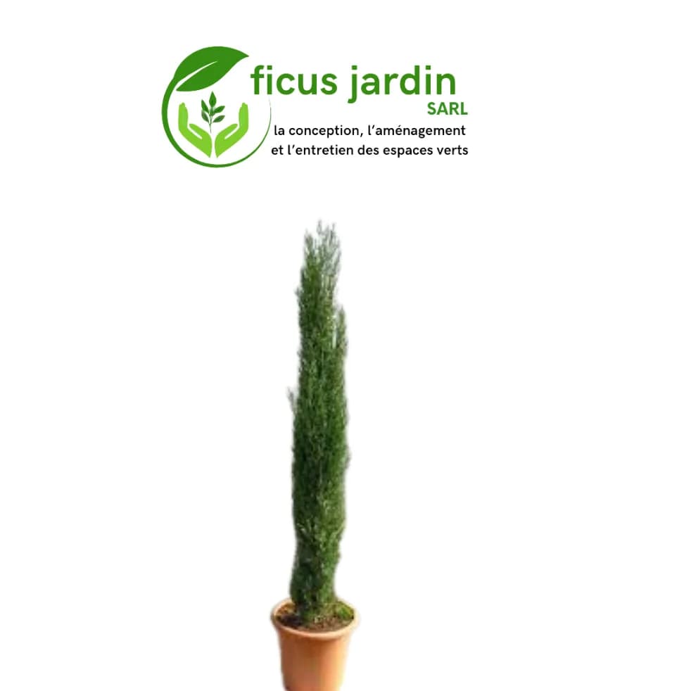 🌲 Cyprès : (Cupressus sempervirens)
