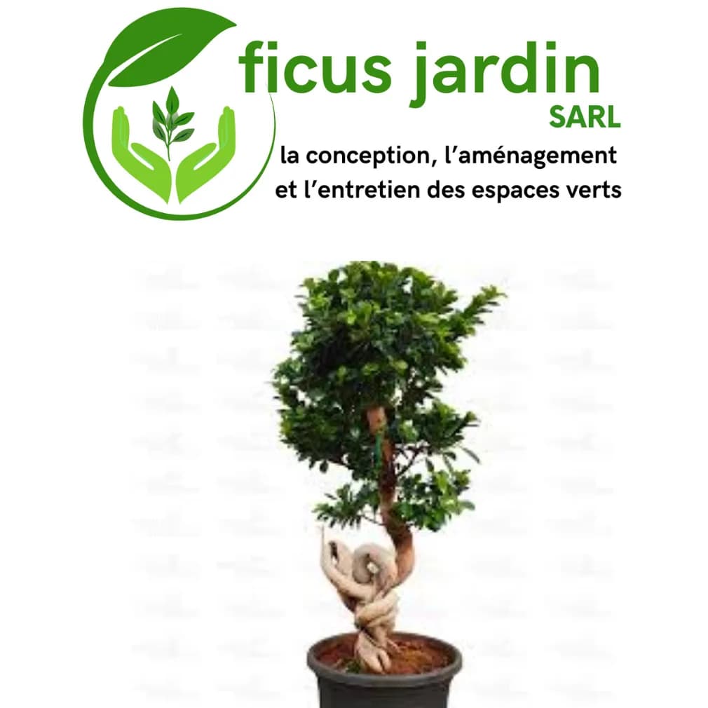  Bonsaï : L’art vivant en miniature