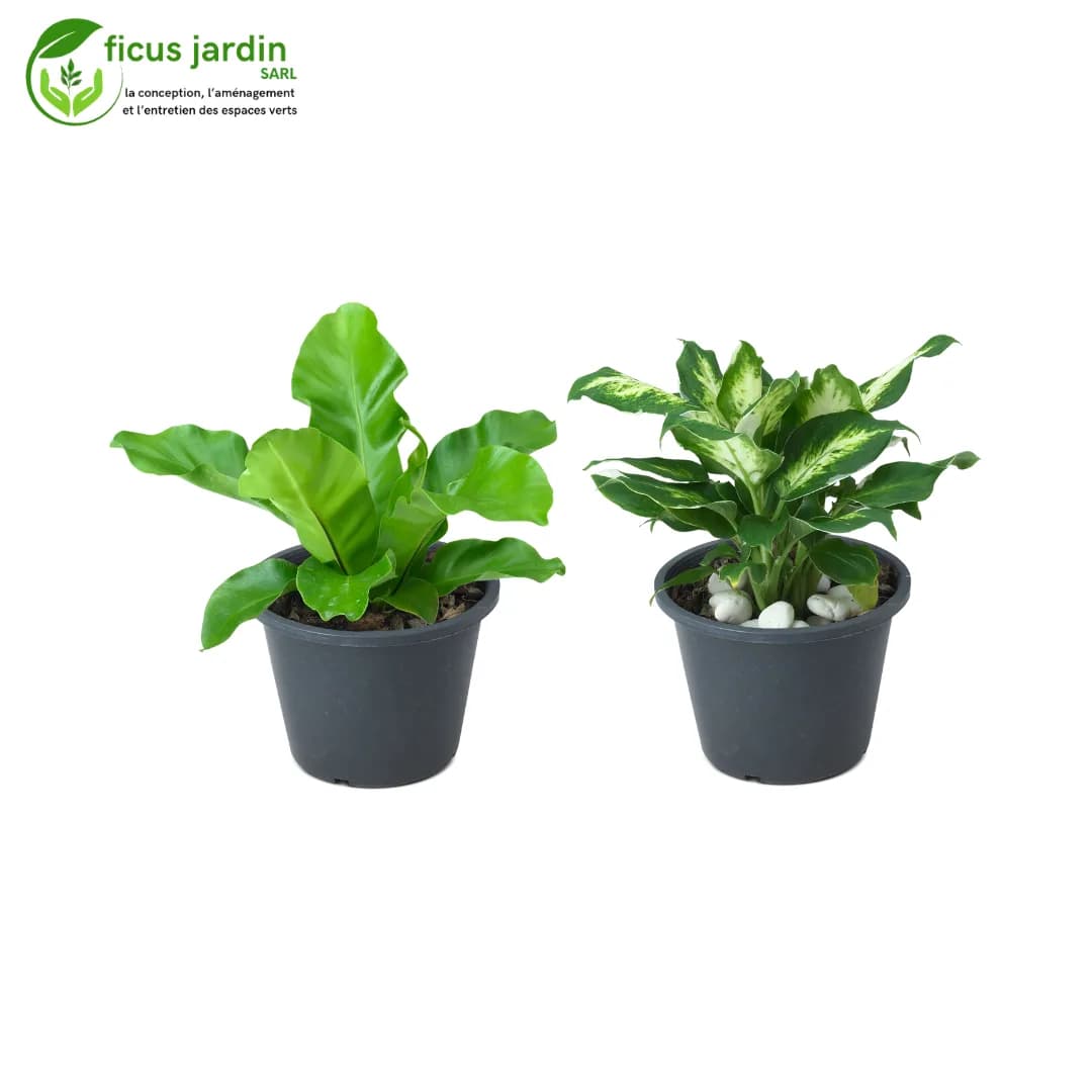 plantes d'intérieur