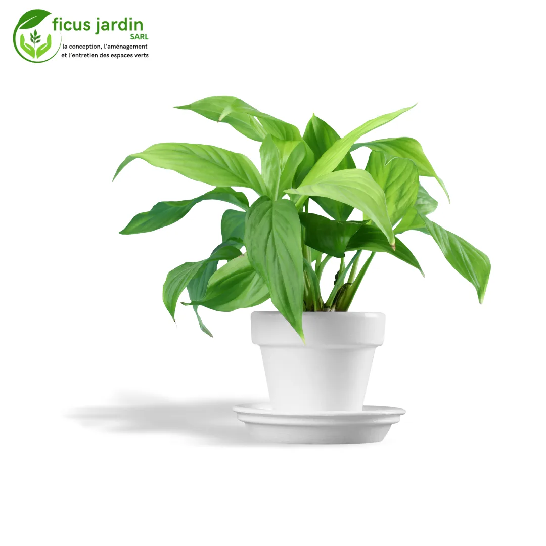 plantes d'intérieur