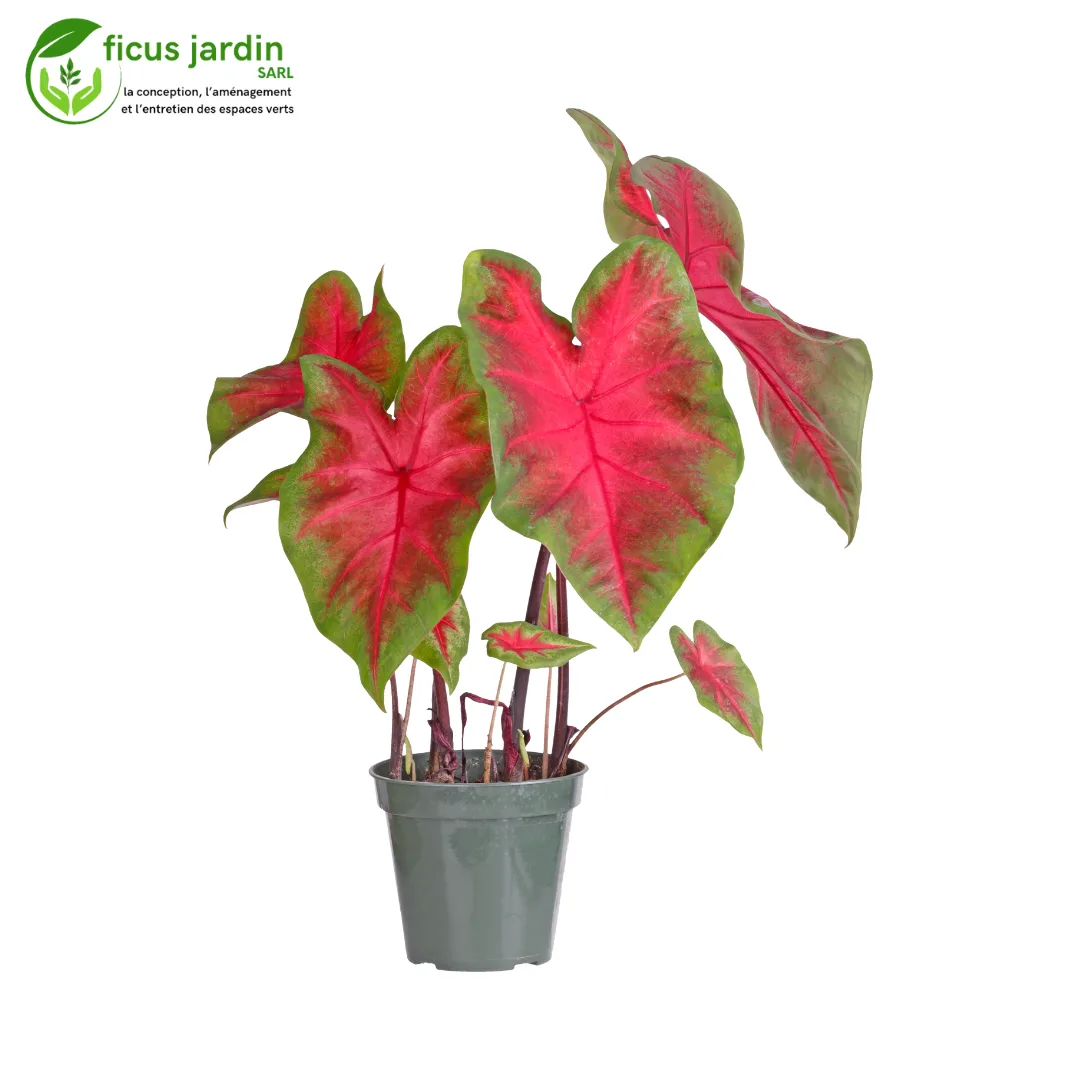 plantes d'intérieur