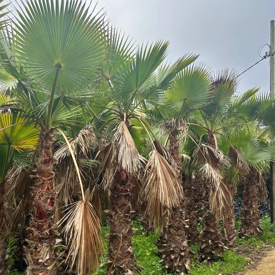 PALMIER WASHINTONIA ROBUSTA 