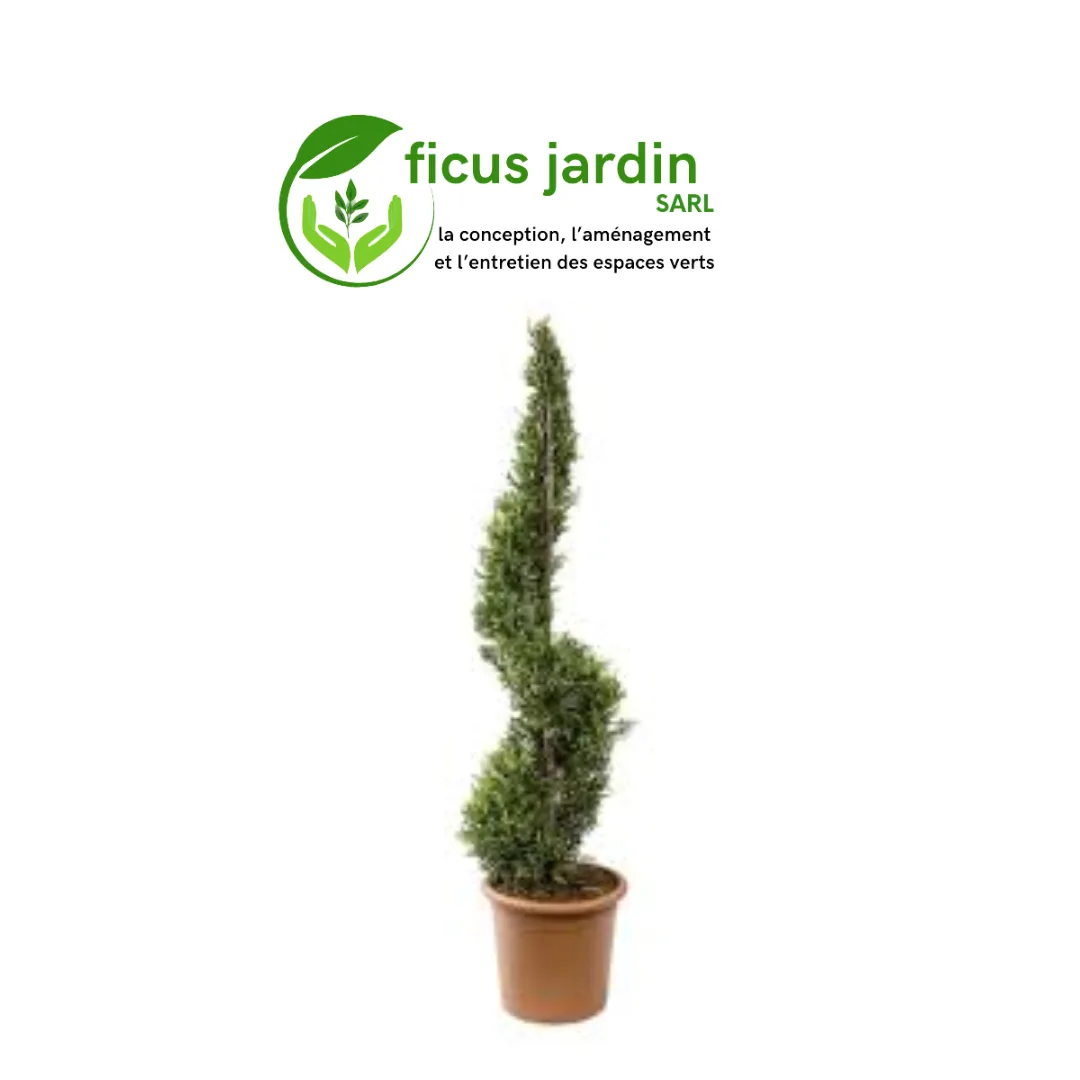 🌲 Cyprès : (Cupressus sempervirens)