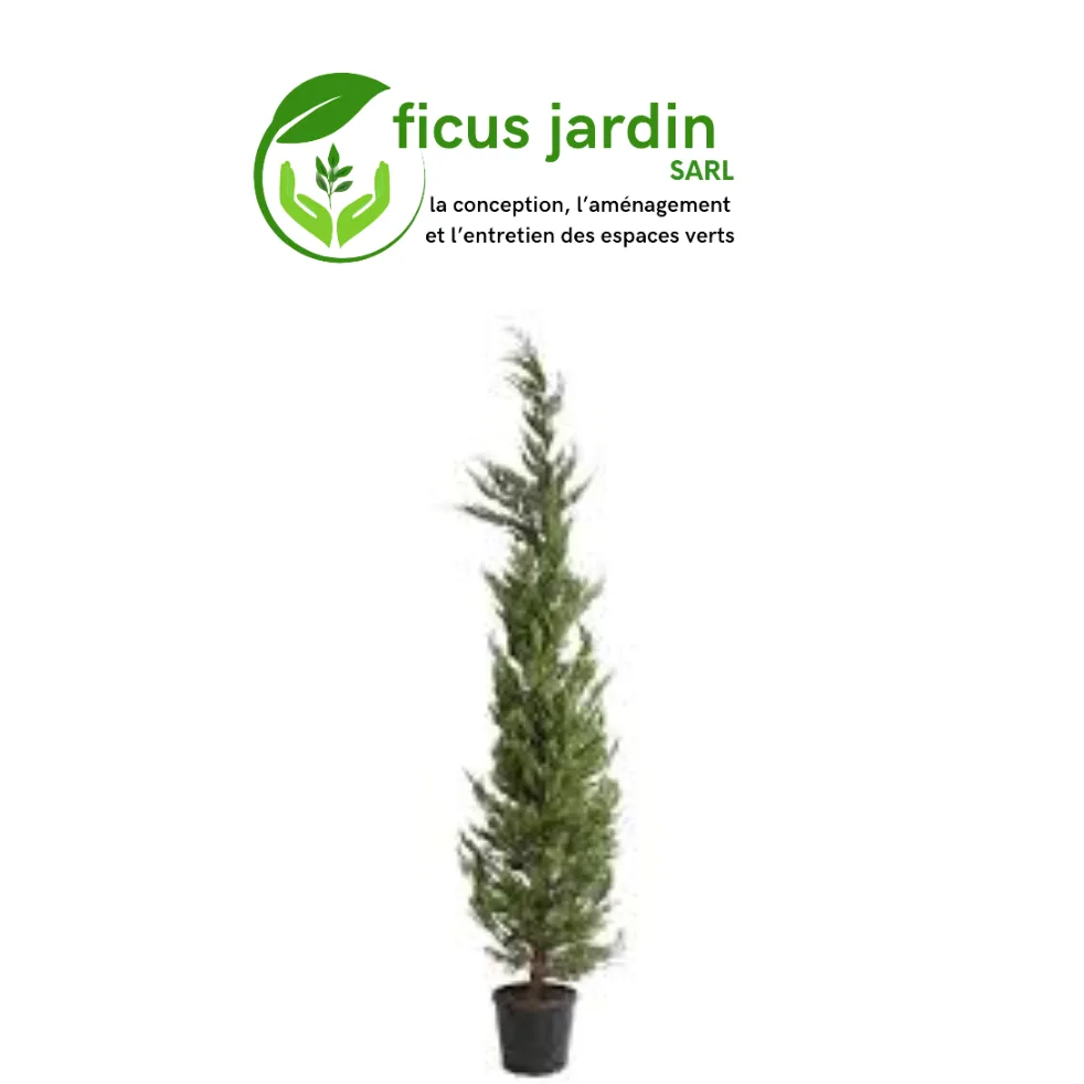 🌲 Cyprès : (Cupressus sempervirens)