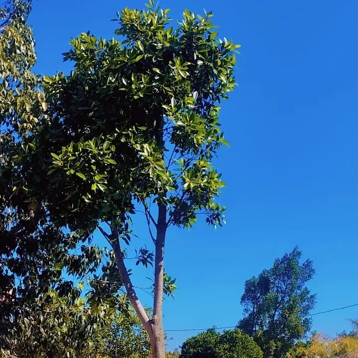 FICUS NITIDA 