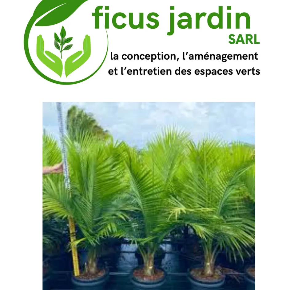 Les palmiers