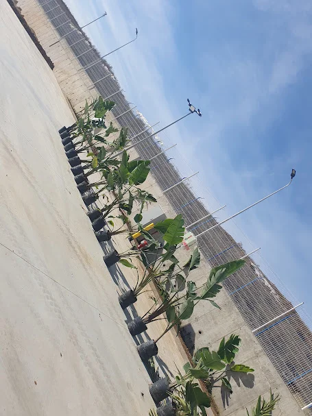 Usine Calsine — zone TAC2, Tanger